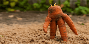 funny looking carrots from the garden