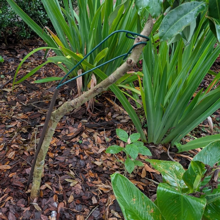 Vertical Y supports for your plants