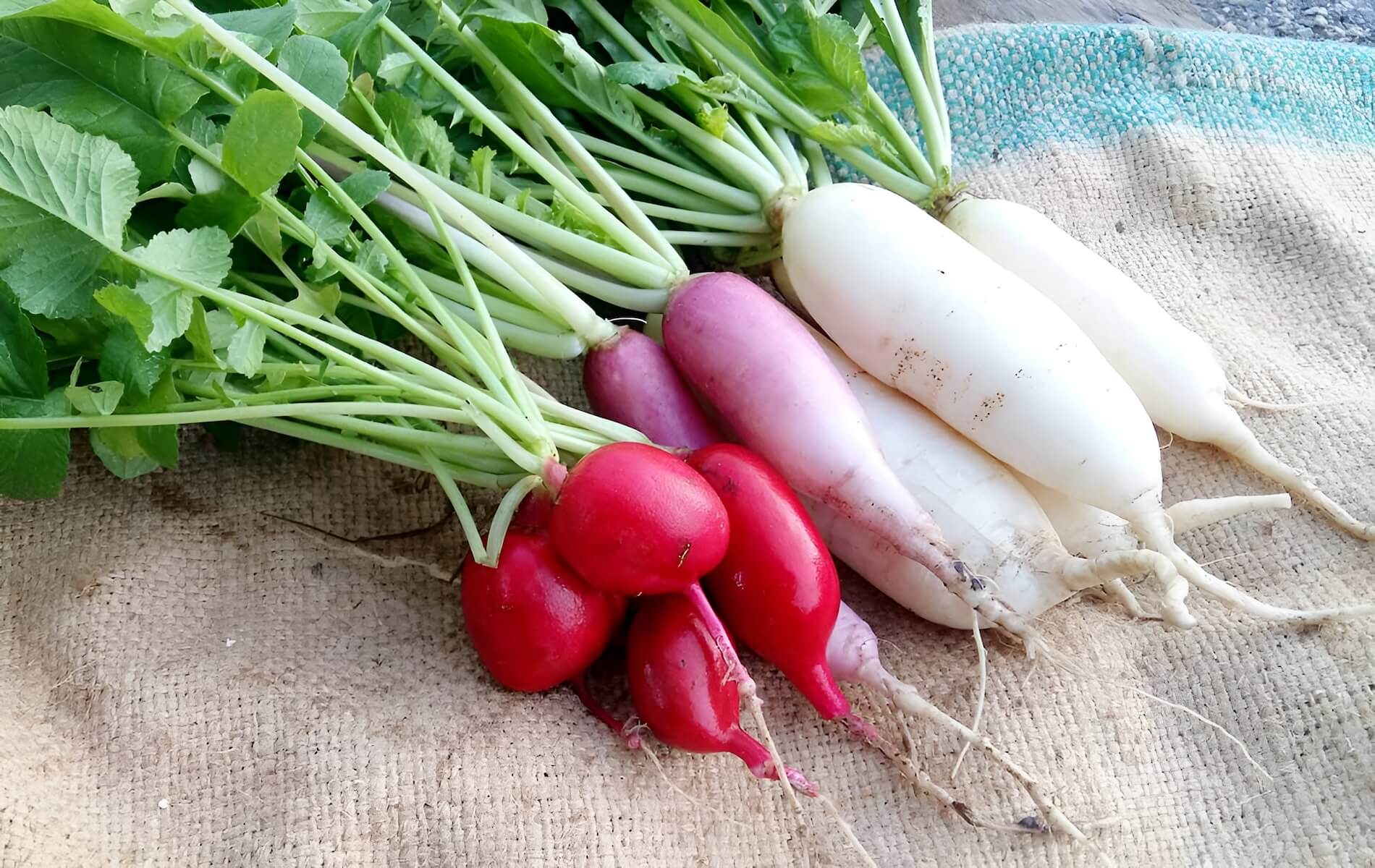 freshly harvested radishes from a backyard garden