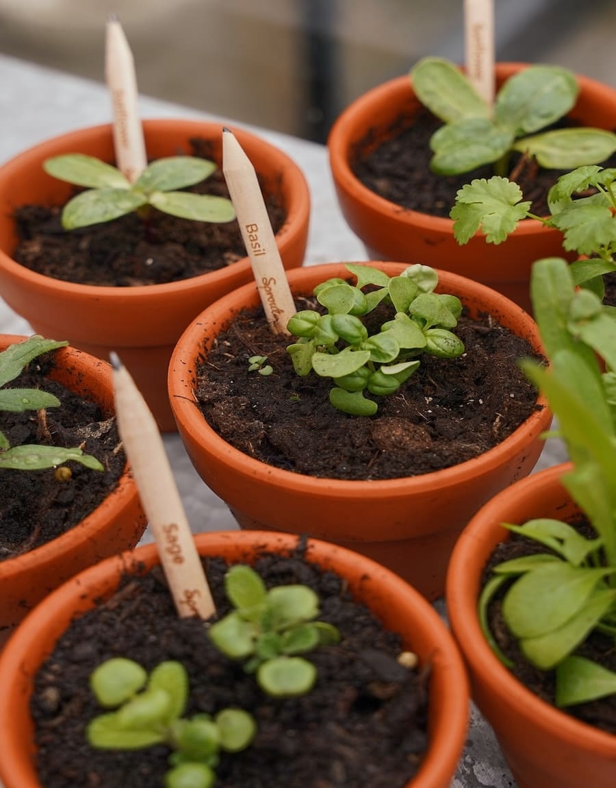 Plant a pencil and grow a plant