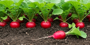 why wait for a tomato to ripen