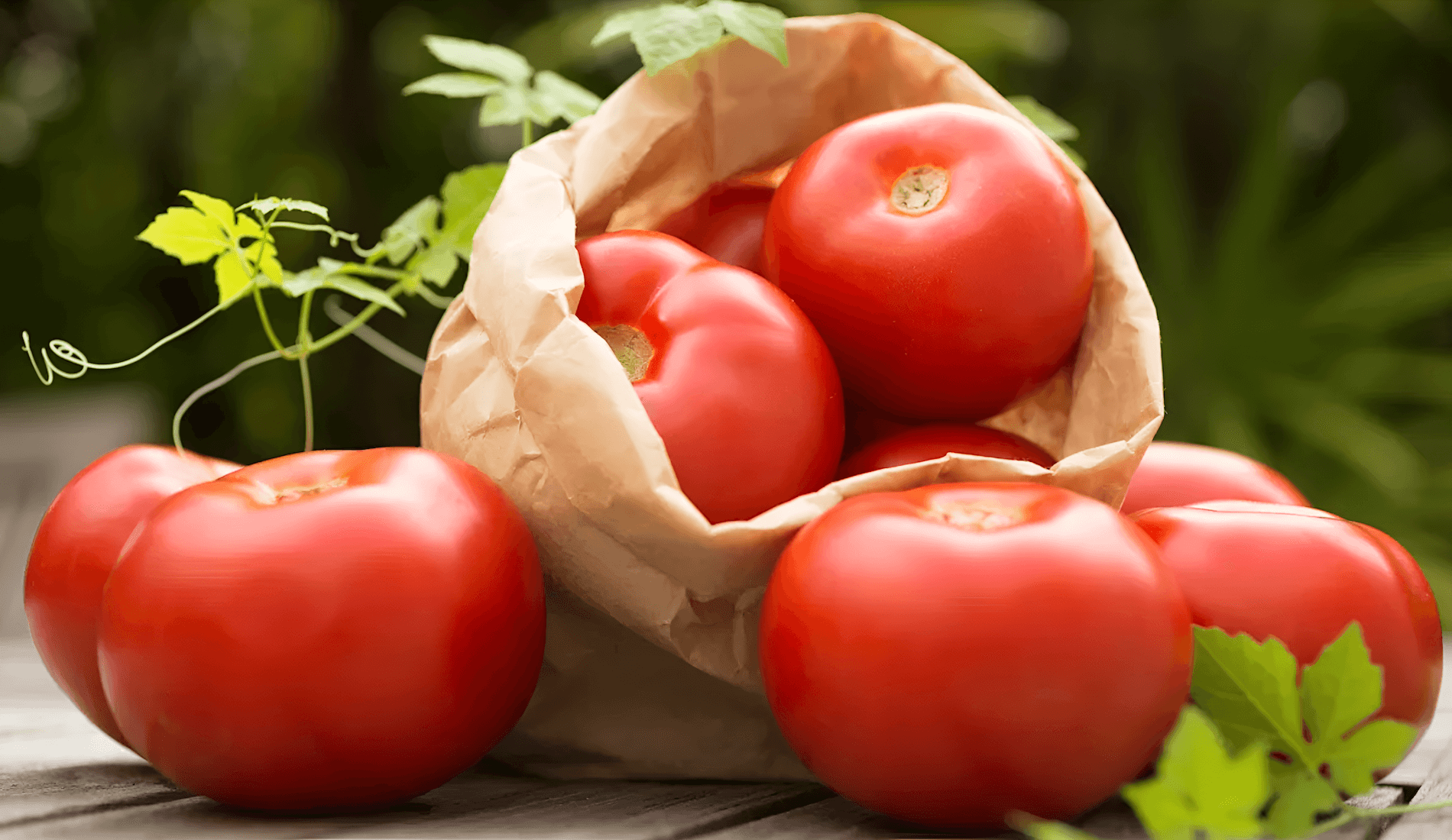 ripening tomatoes on the vine in a backyard garden