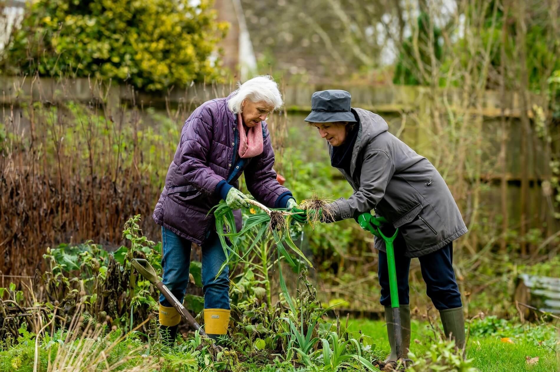 seniors working in the garden