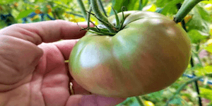 why wait for a tomato to ripen